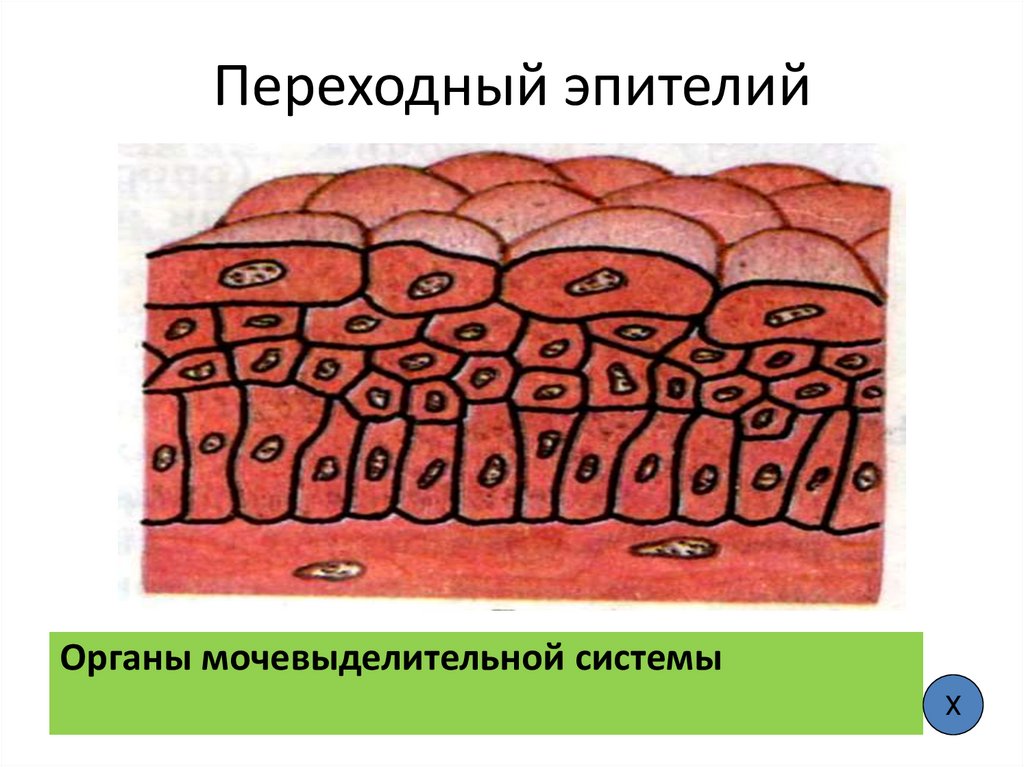 Переходный эпителий