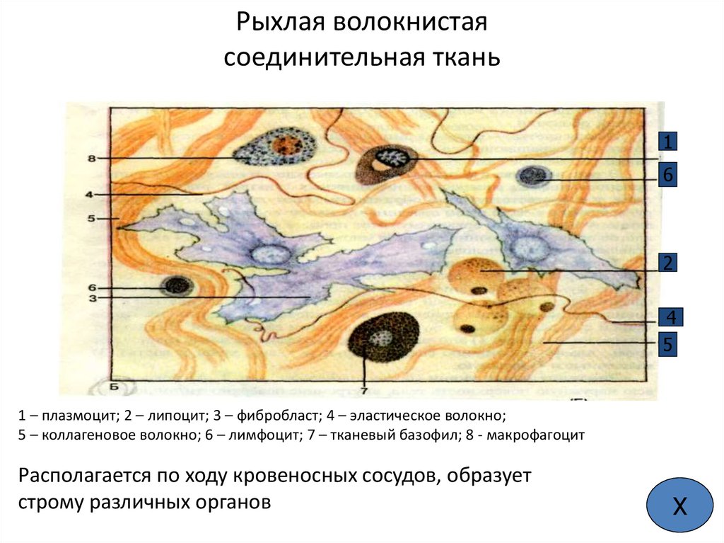 Рыхлая волокнистая соединительная ткань