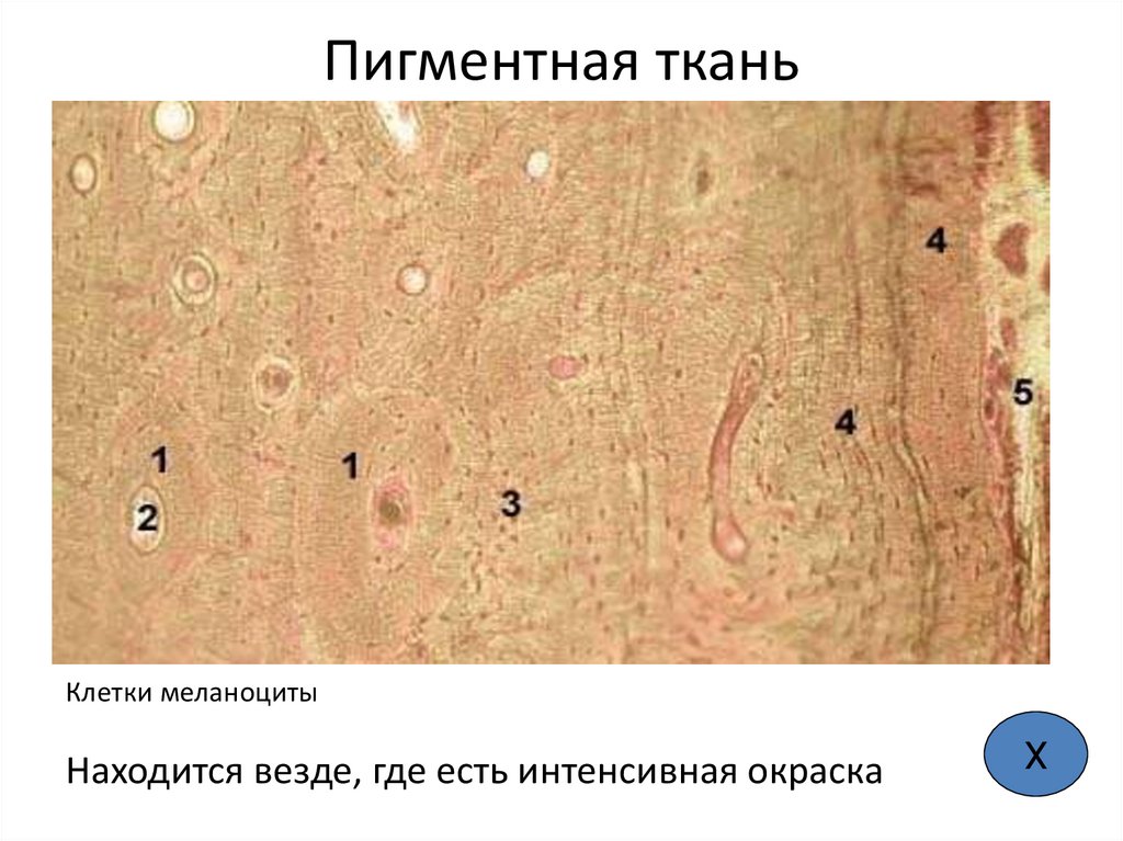 Пигментная ткань