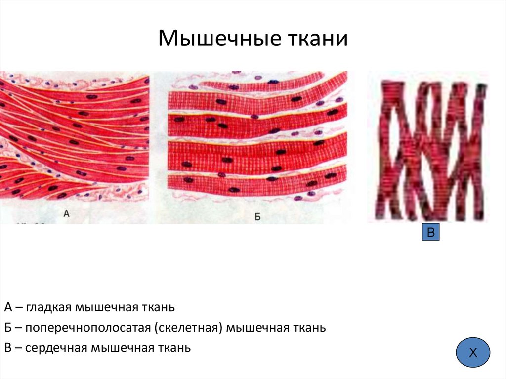 Мышечные ткани