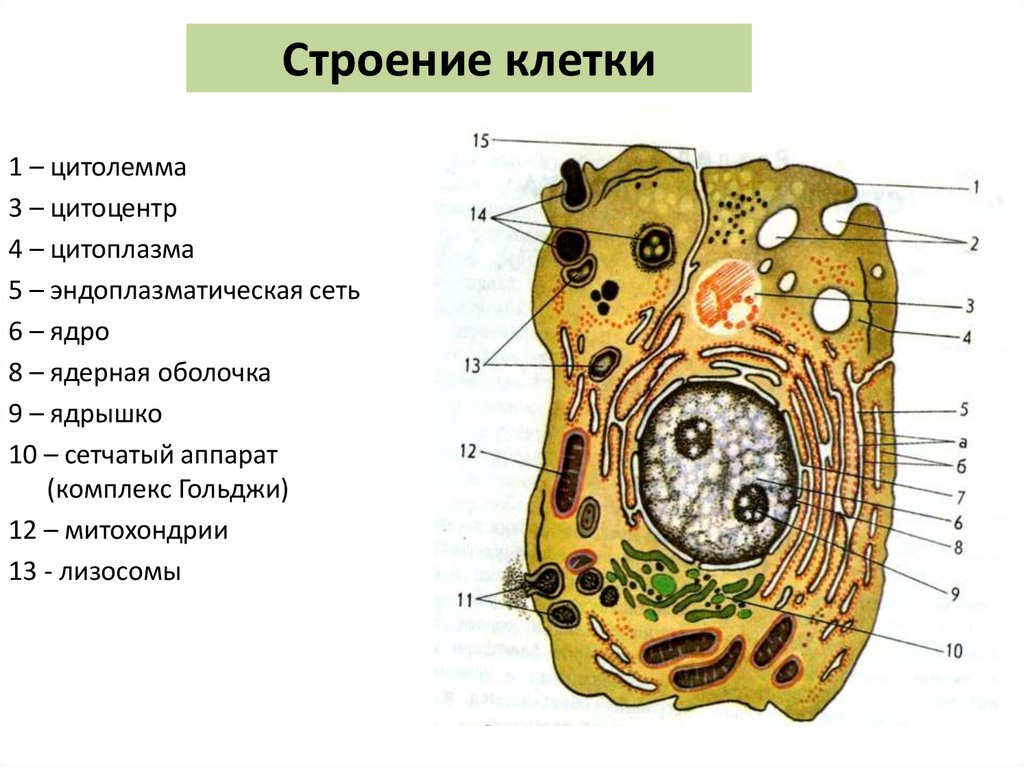 Строение клетки