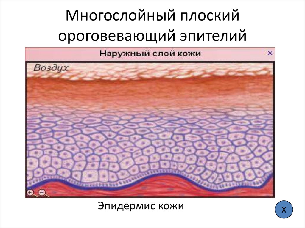 Многослойный плоский ороговевающий эпителий