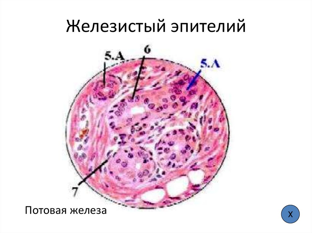 Железистый эпителий