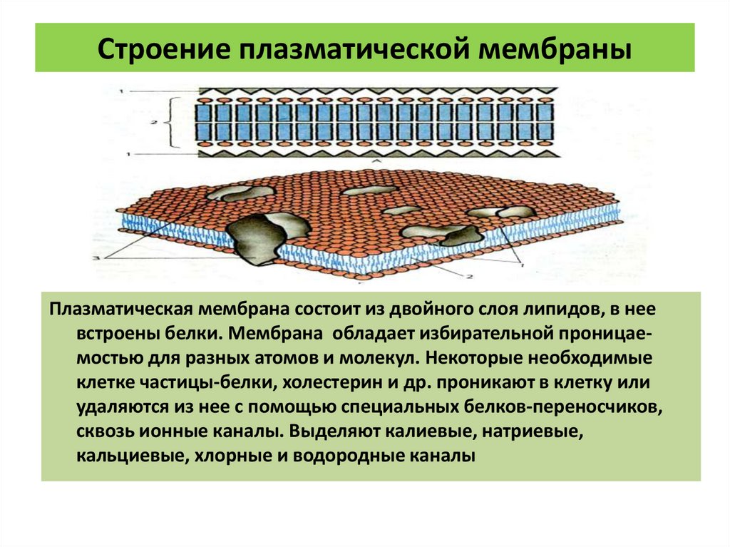 Строение плазматической мембраны