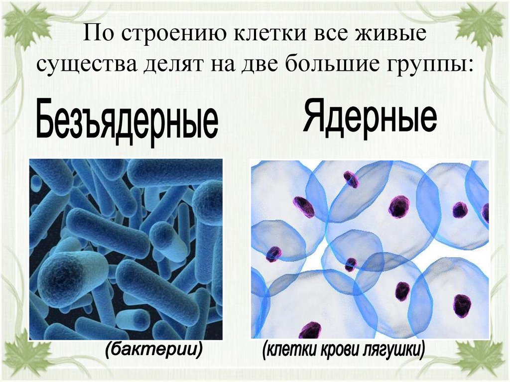 По строению клетки все живые существа делят на две большие группы: