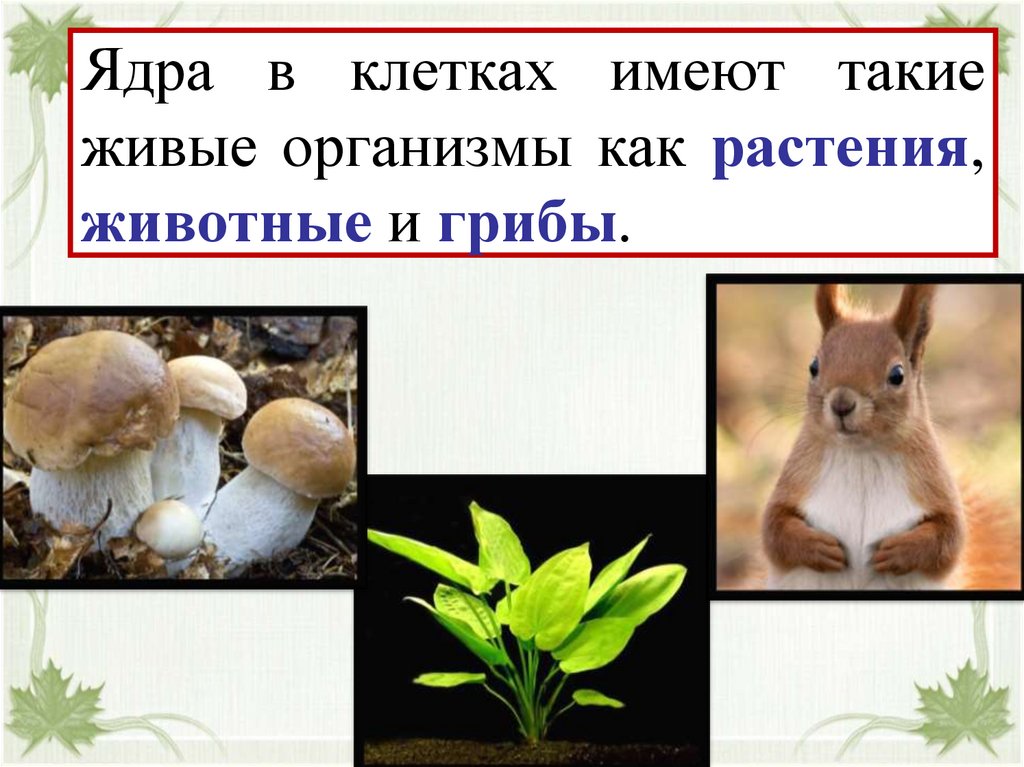 Ядра в клетках имеют такие живые организмы как растения, животные и грибы.