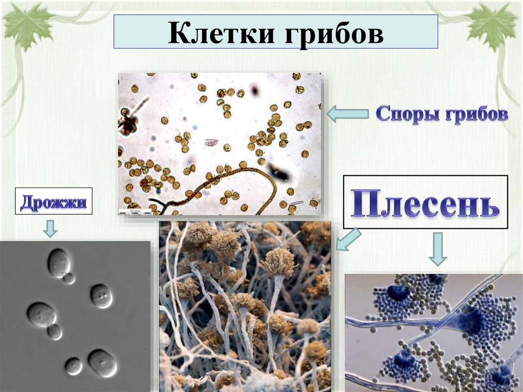 Клетки грибов