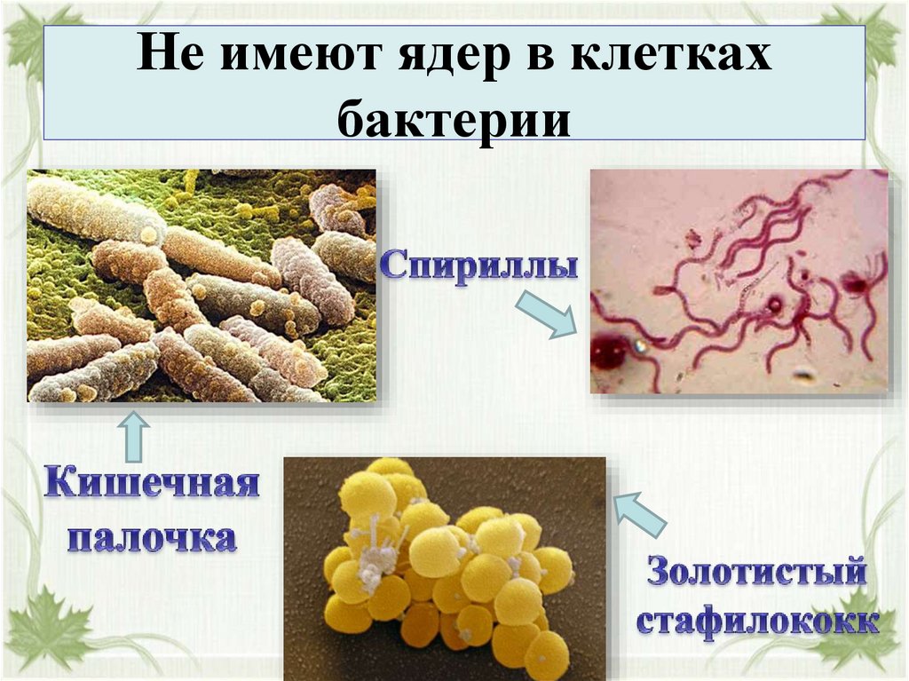 Не имеют ядер в клетках бактерии