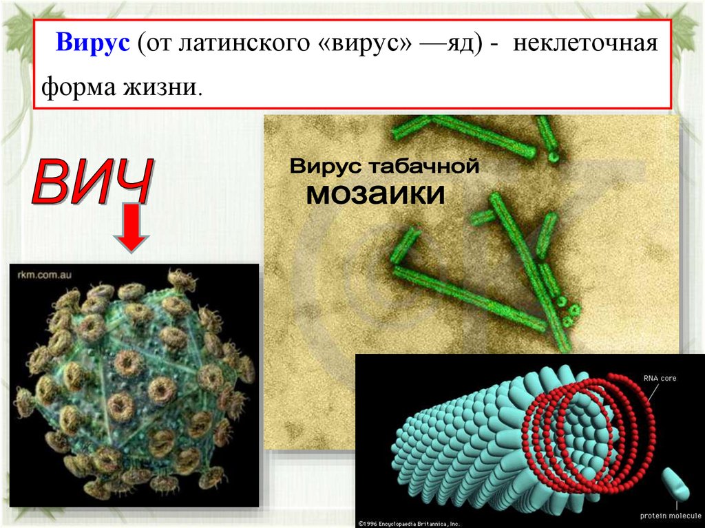Вирус (от латинского «вирус» —яд) - неклеточная форма жизни.