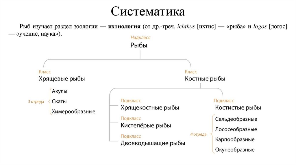 Систематика