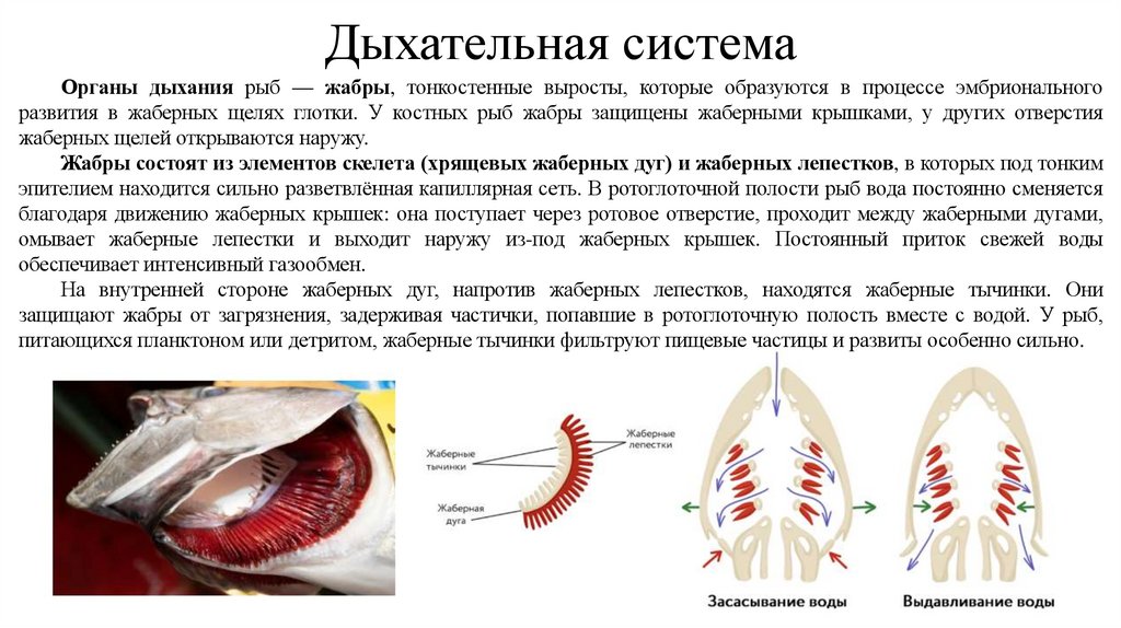 Дыхательная система