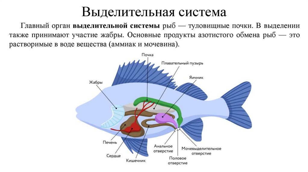 Выделительная система