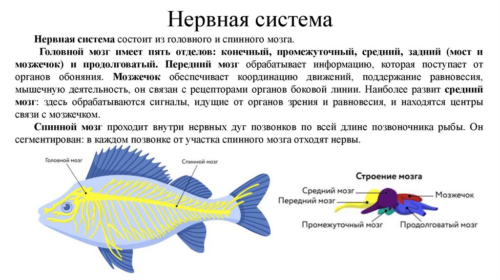 Нервная система