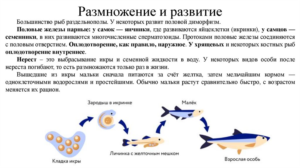 Размножение и развитие