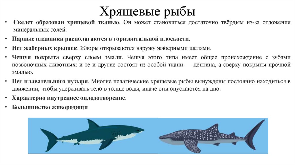 Хрящевые рыбы