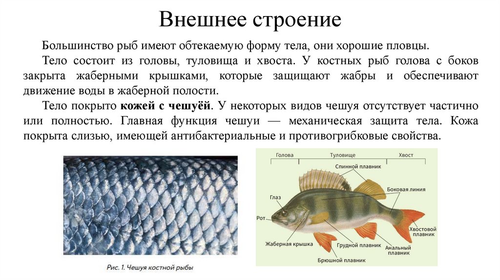 Внешнее строение