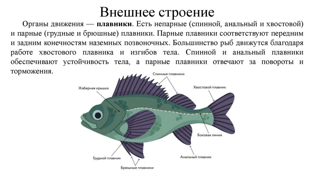 Внешнее строение