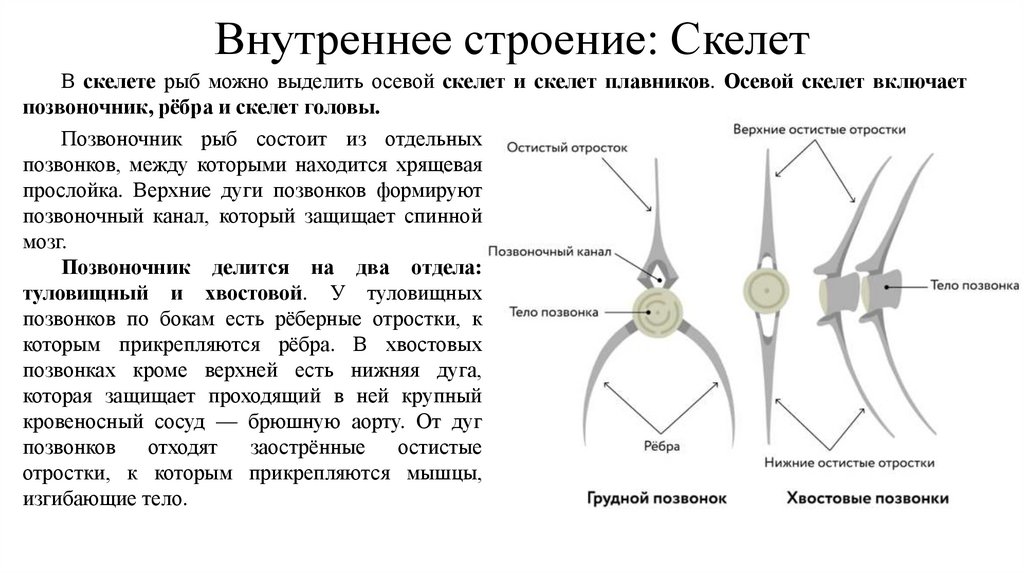 Внутреннее строение: Скелет