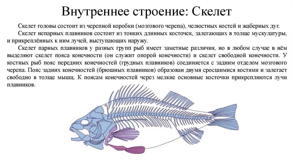 Внутреннее строение: Скелет