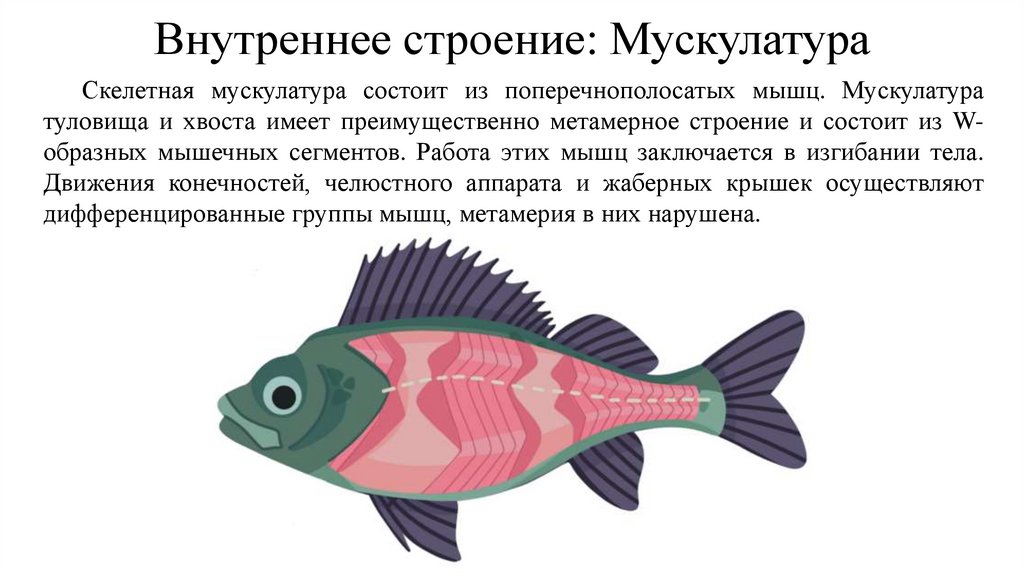 Внутреннее строение: Мускулатура