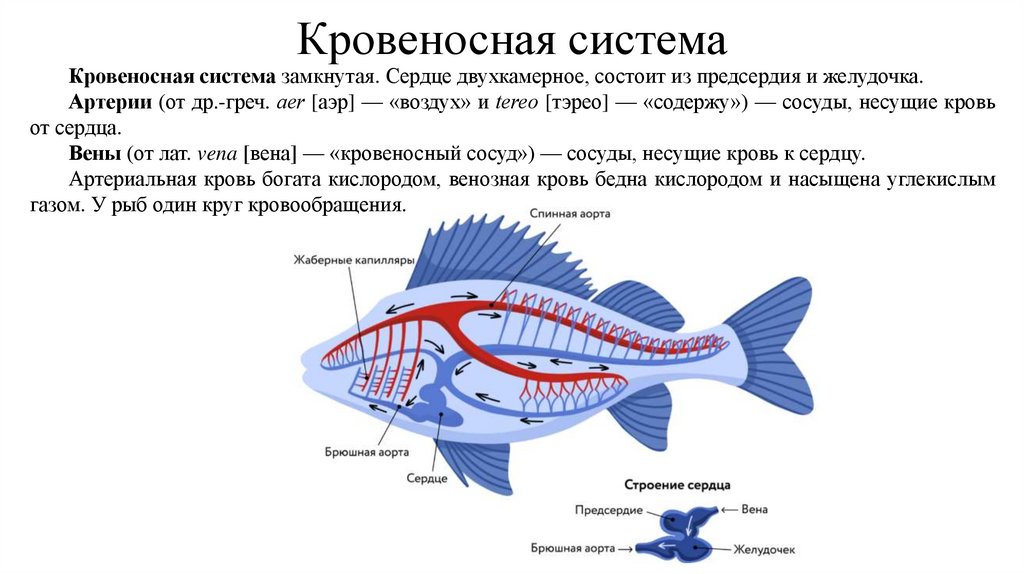 Кровеносная система