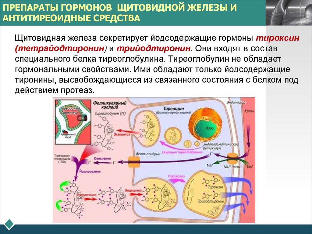 ПРЕПАРАТЫ ГОРМОНОВ ЩИТОВИДНОЙ ЖЕЛЕЗЫ И АНТИТИРЕОИДНЫЕ СРЕДСТВА