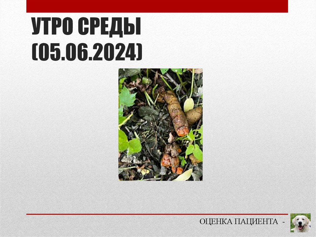 УТРО СРЕДЫ (05.06.2024)