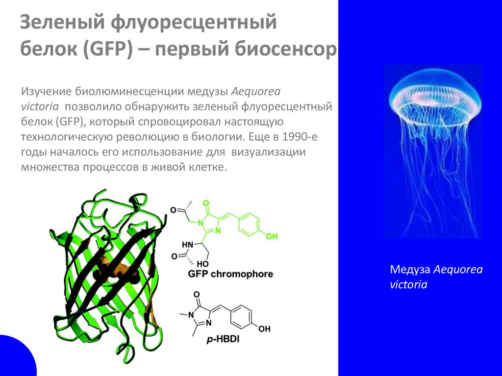 Зеленый флуоресцентный белок (GFP) – первый биосенсор