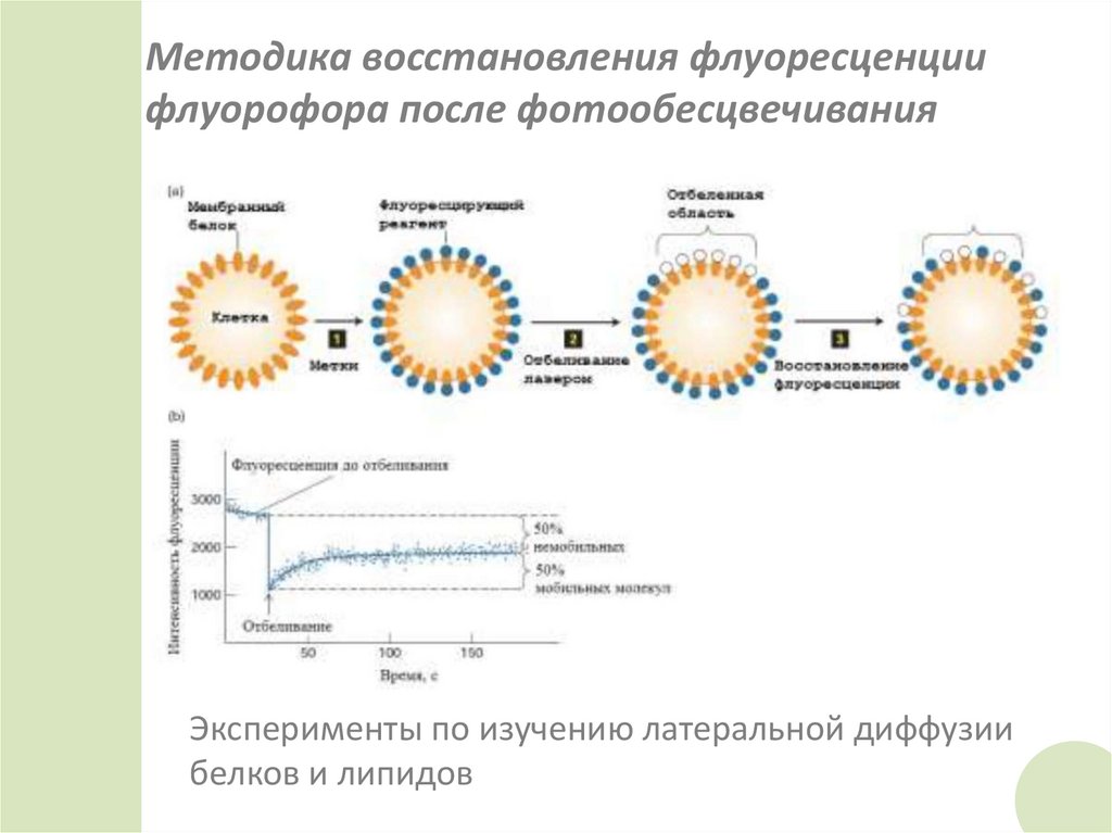 Методика восстановления флуоресценции флуорофора после фотообесцвечивания