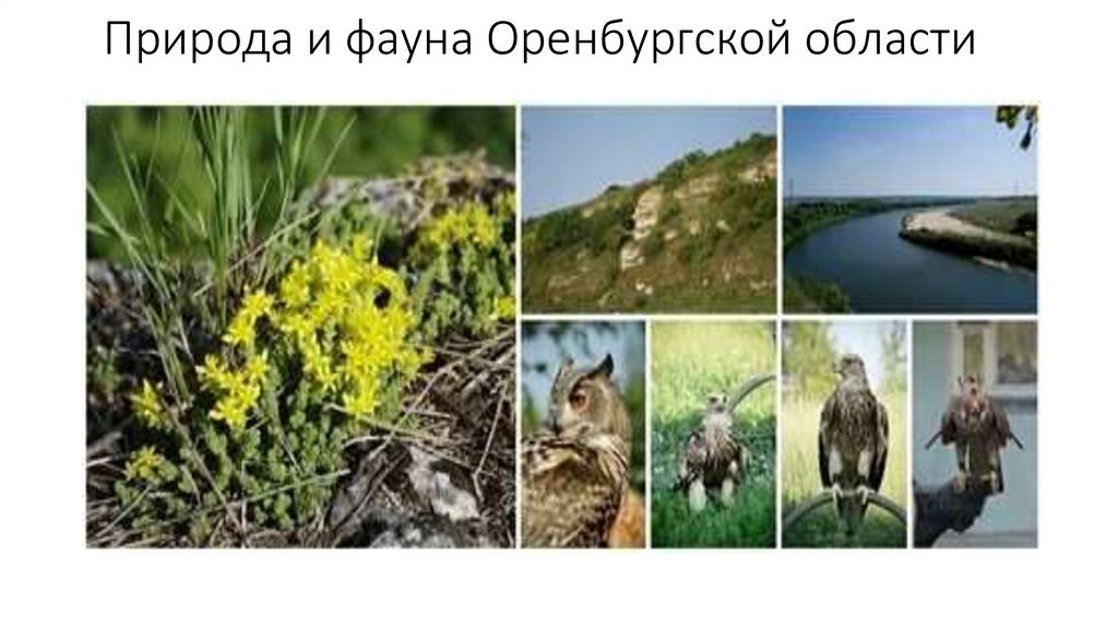 Природа и фауна Оренбургской области