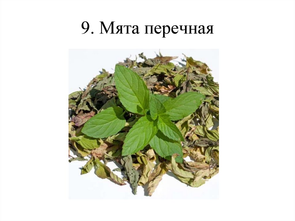 9. Мята перечная