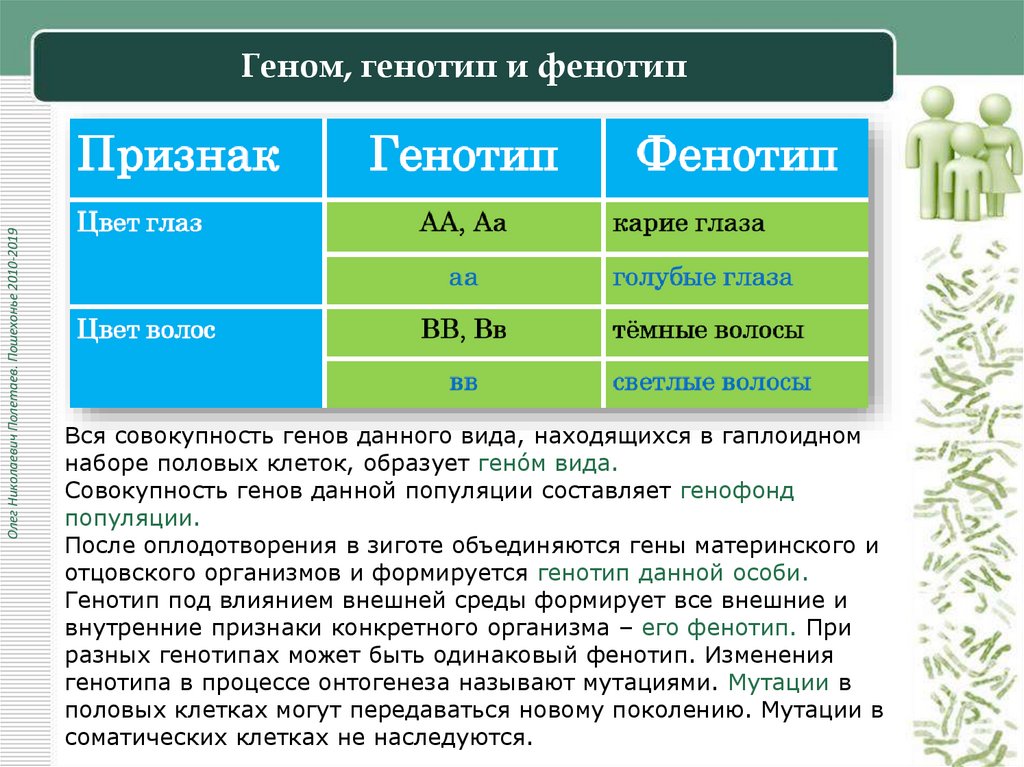 Геном, генотип и фенотип