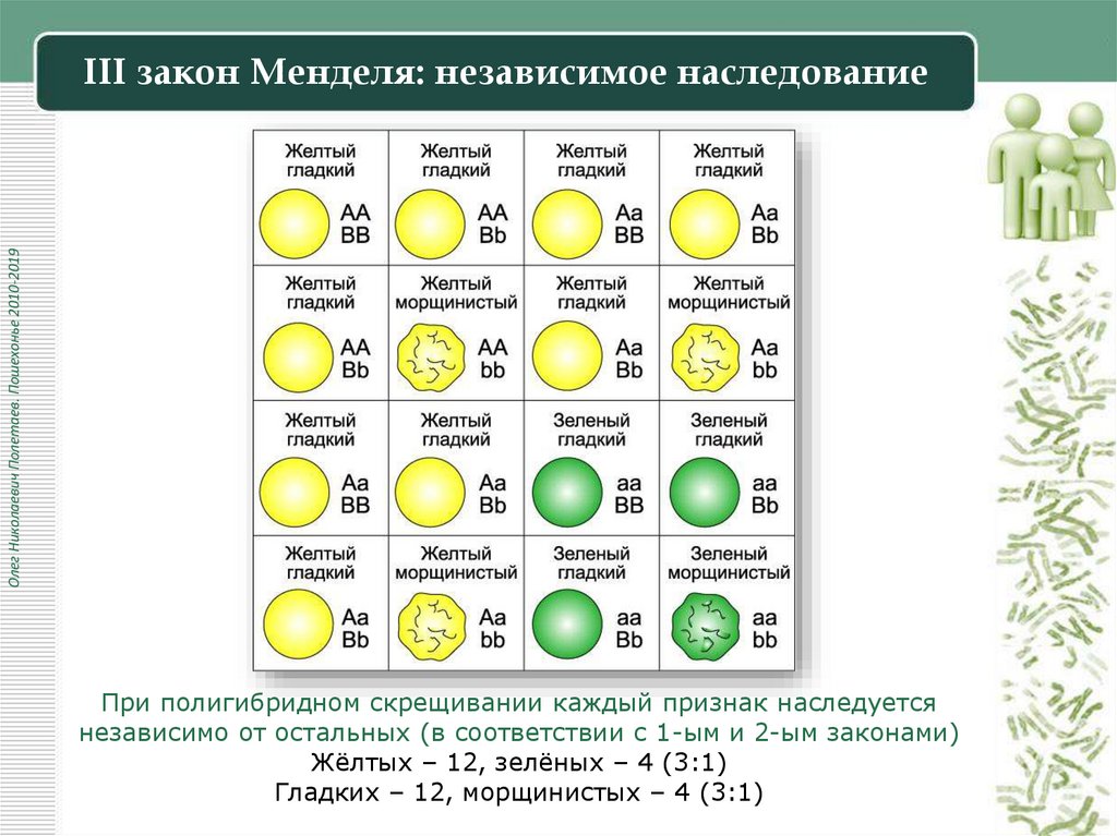 III закон Менделя: независимое наследование
