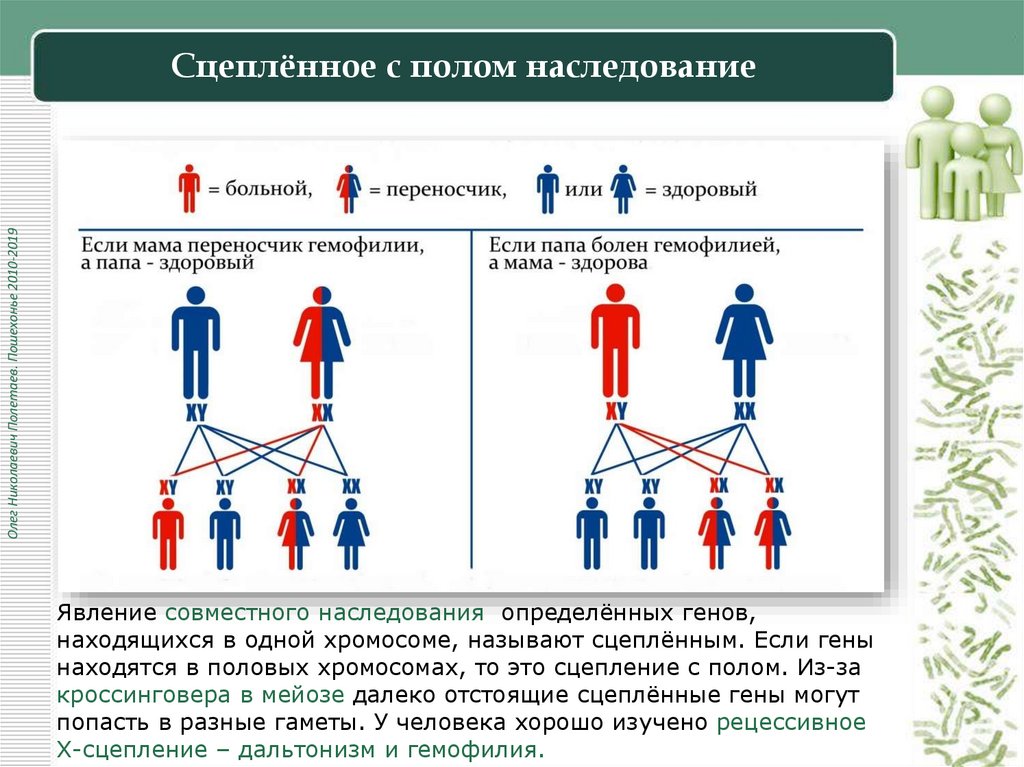Сцеплённое с полом наследование