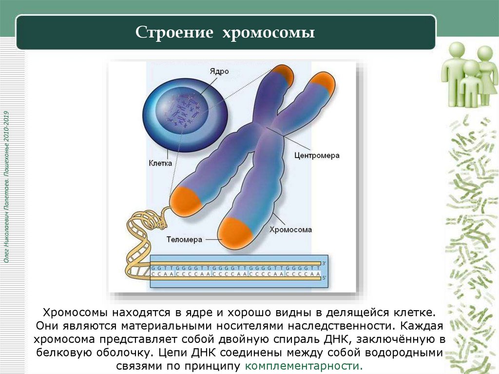 Строение хромосомы