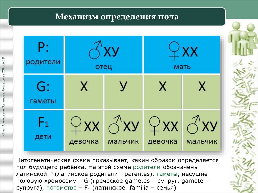 Механизм определения пола