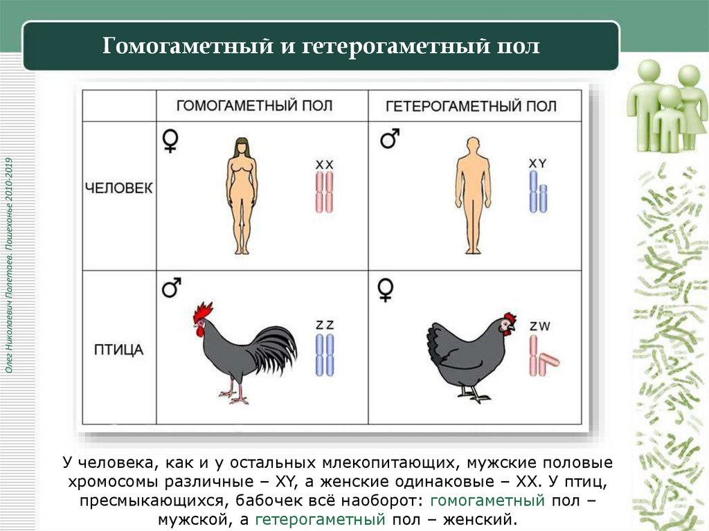 Гомогаметный и гетерогаметный пол