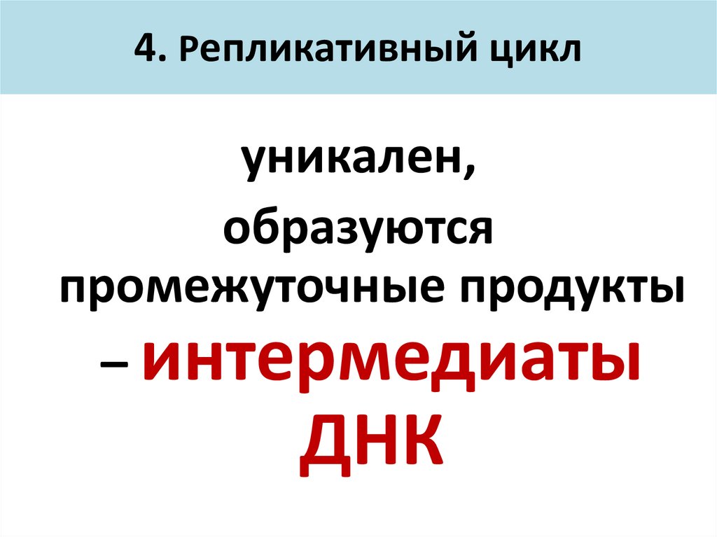 4. Репликативный цикл