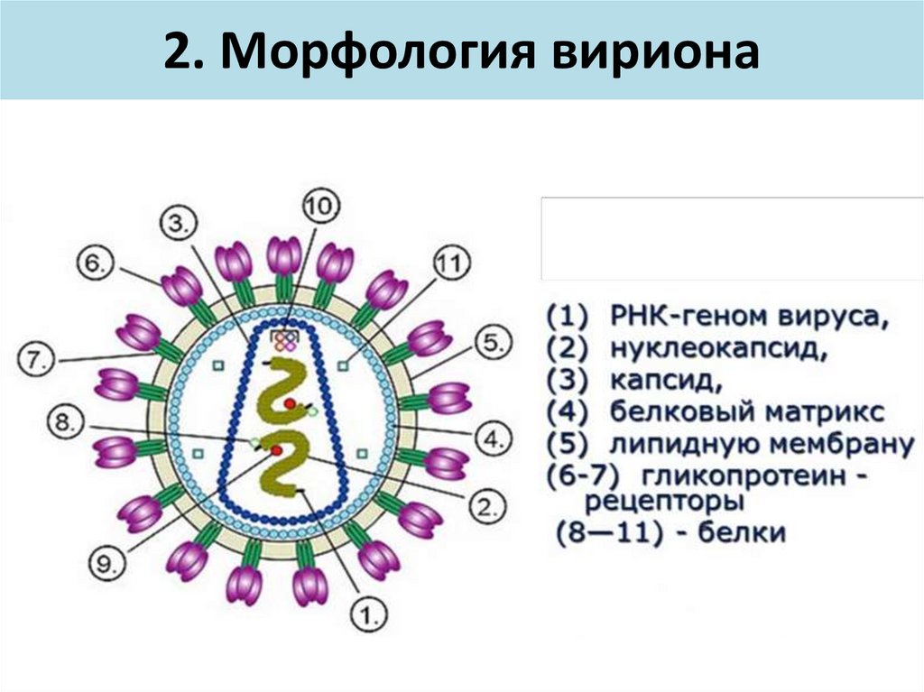 2. Морфология вириона