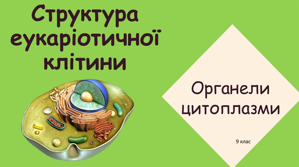 Структура еукаріотичної клітини