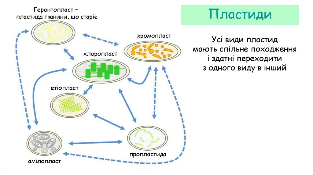 Пластиди