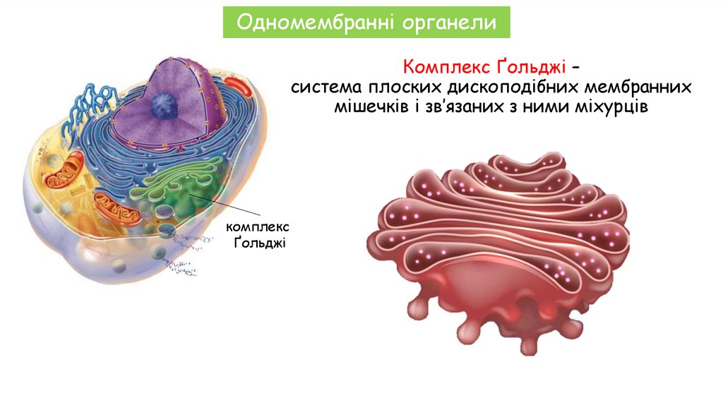 Комплекс Ґольджі – система плоских дископодібних мембранних мішечків і зв’язаних з ними міхурців