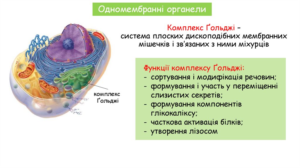 Комплекс Ґольджі – система плоских дископодібних мембранних мішечків і зв’язаних з ними міхурців