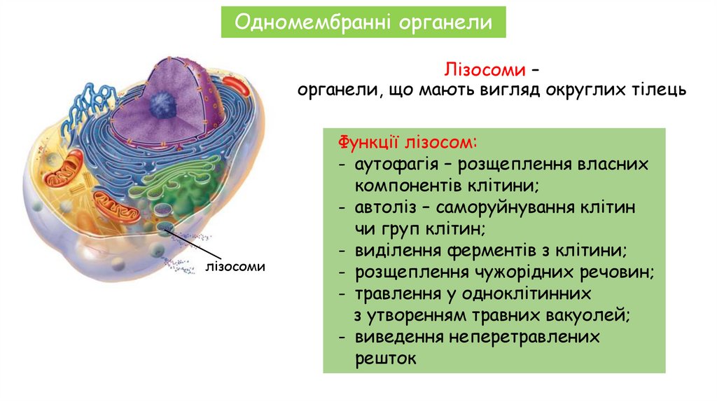 Лізосоми – органели, що мають вигляд округлих тілець