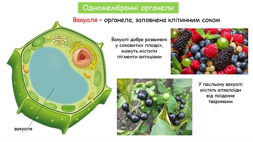 Вакуоля – органела, заповнена клітинним соком
