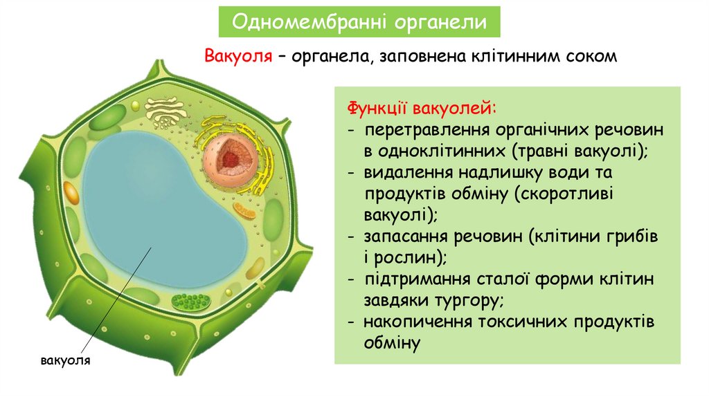 Вакуоля – органела, заповнена клітинним соком