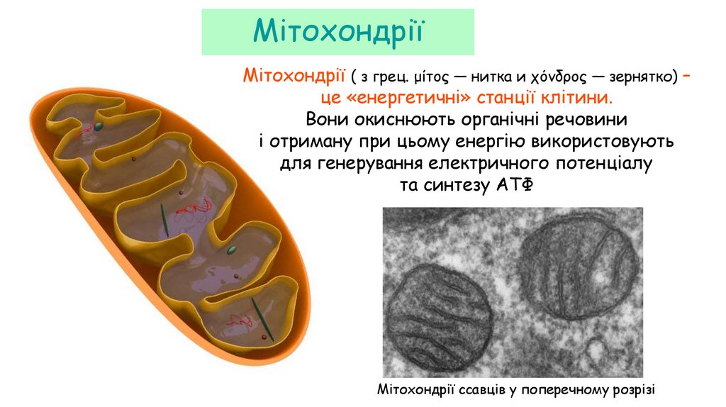 Мітохондрії