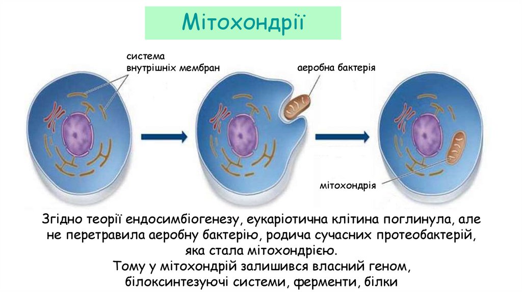 Мітохондрії
