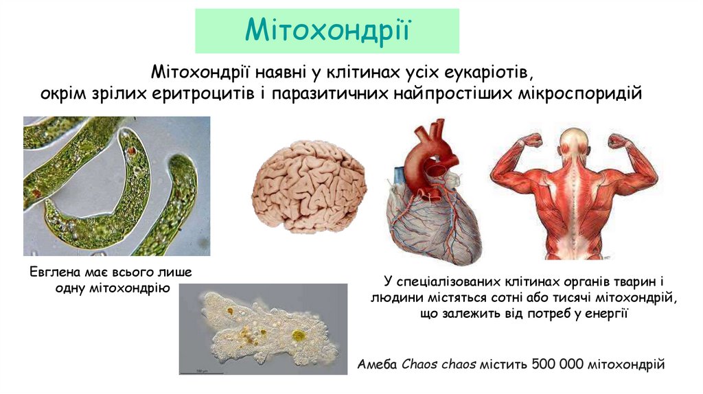 Мітохондрії