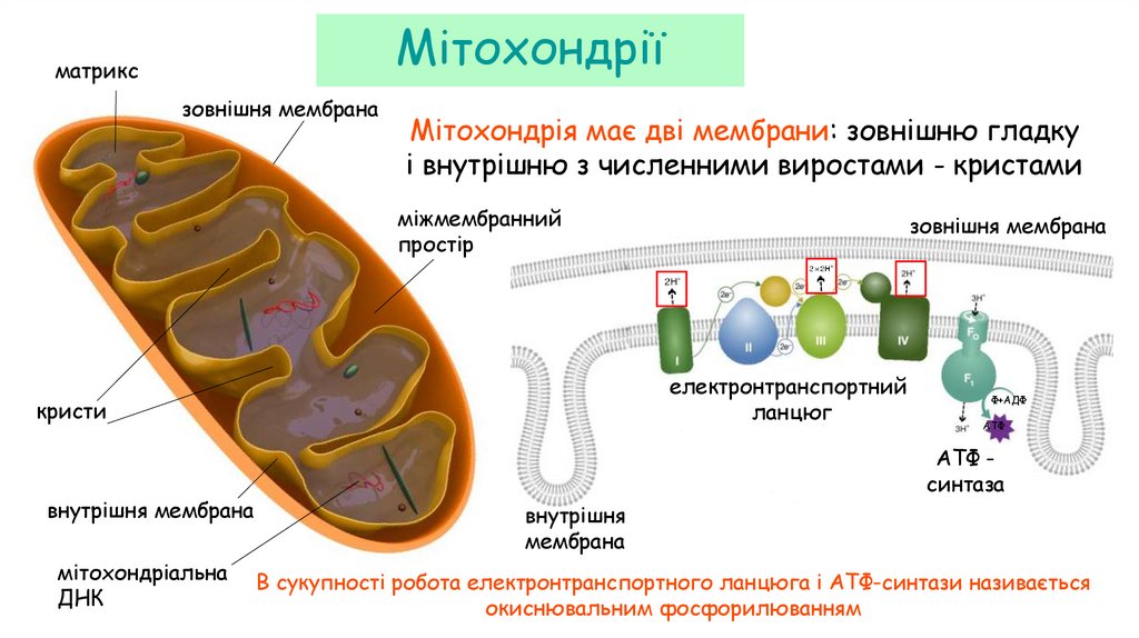 Мітохондрії